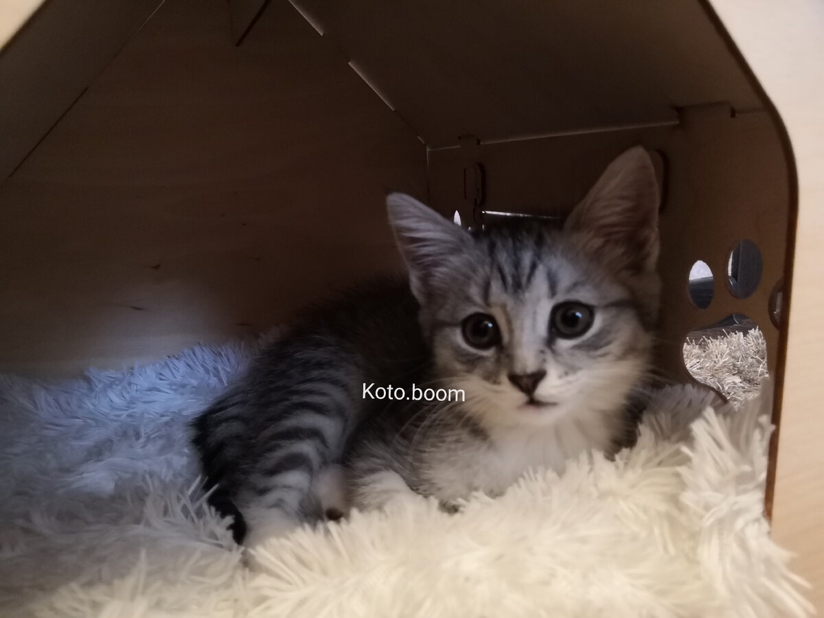 шотландская кошка Ириска, личное фото