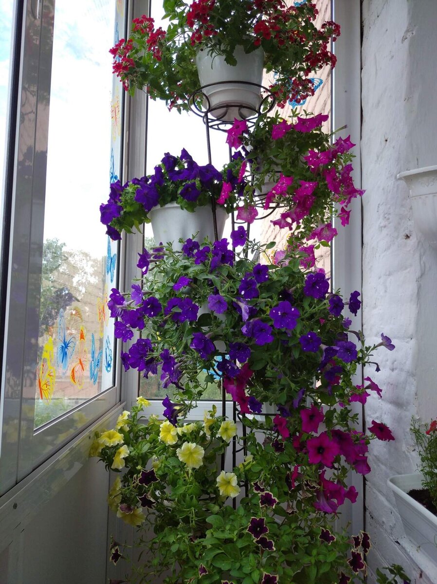 Мои цветы уже 12 июня 2020 года. 