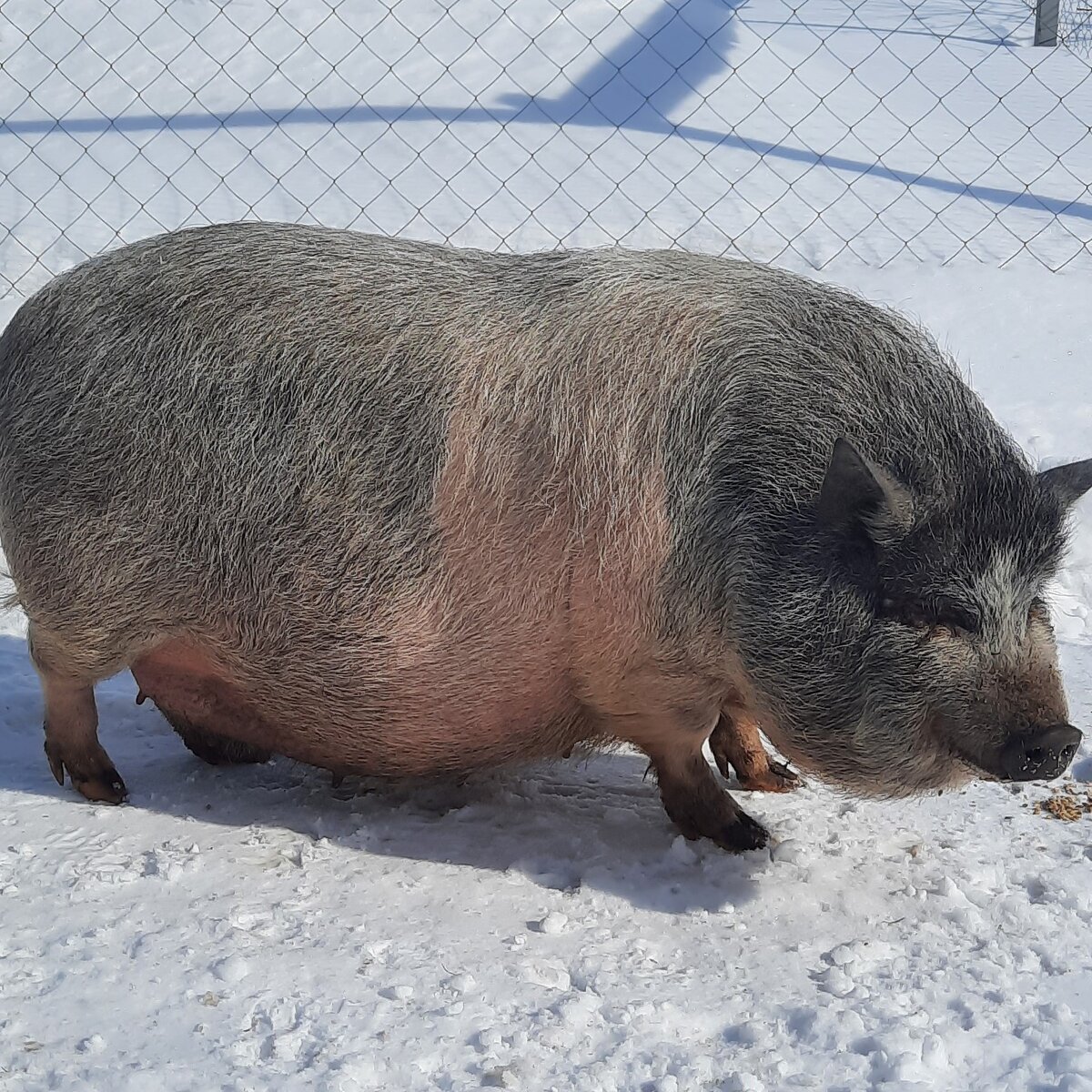 поросюха решила что в пельменях, она будет выгоднее смотреться