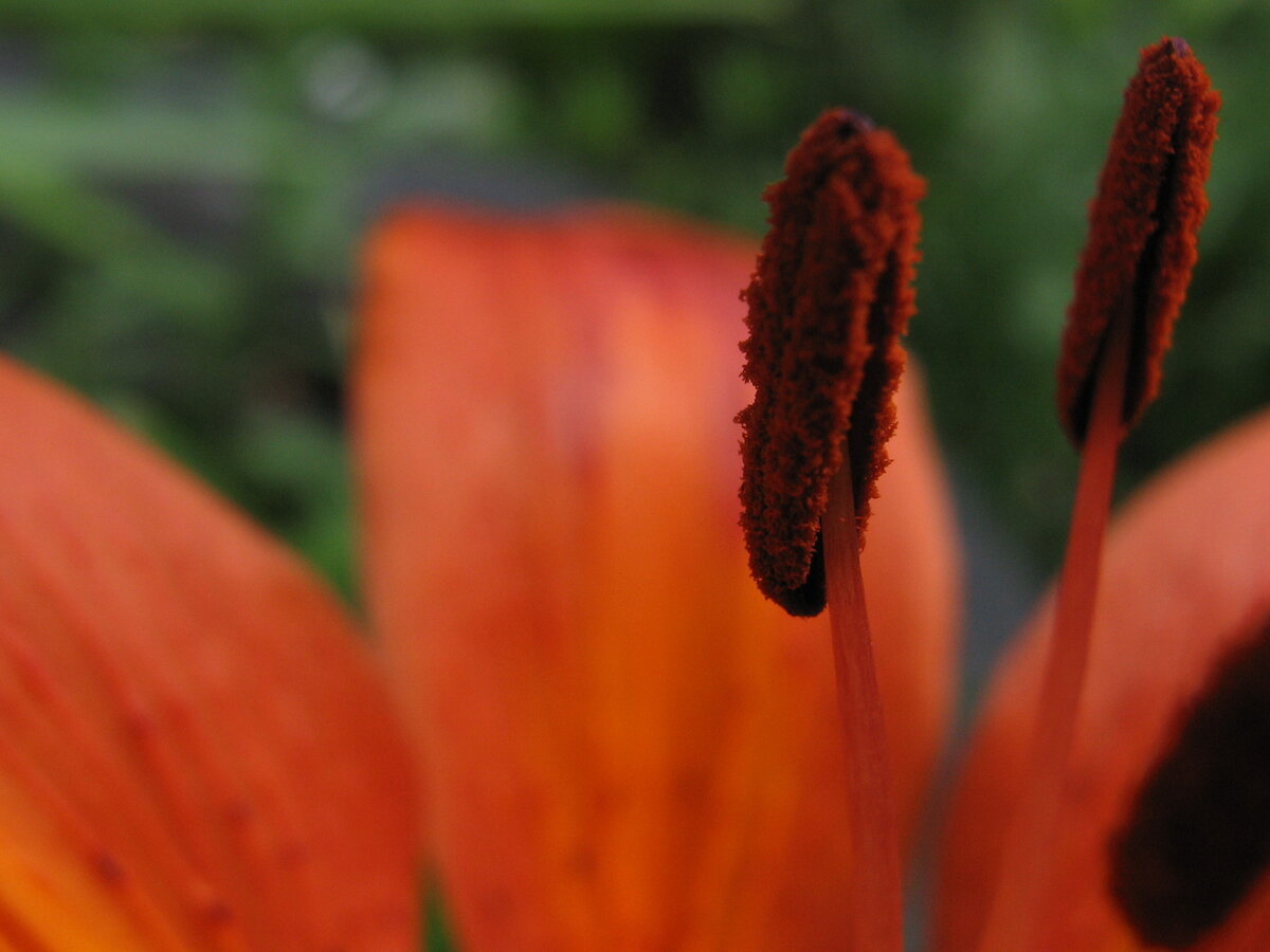 Фото Д.С. Родионов