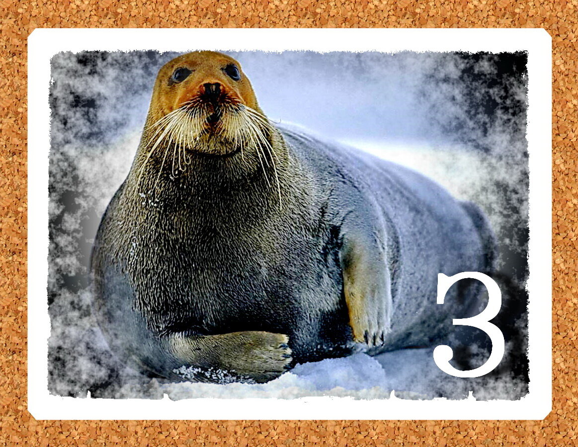 Экзотические домашние питомцы. Птицы звери насекомые. Характер по животному. Птицы, рыбы и звери. 5 одинаковых коров для развития.