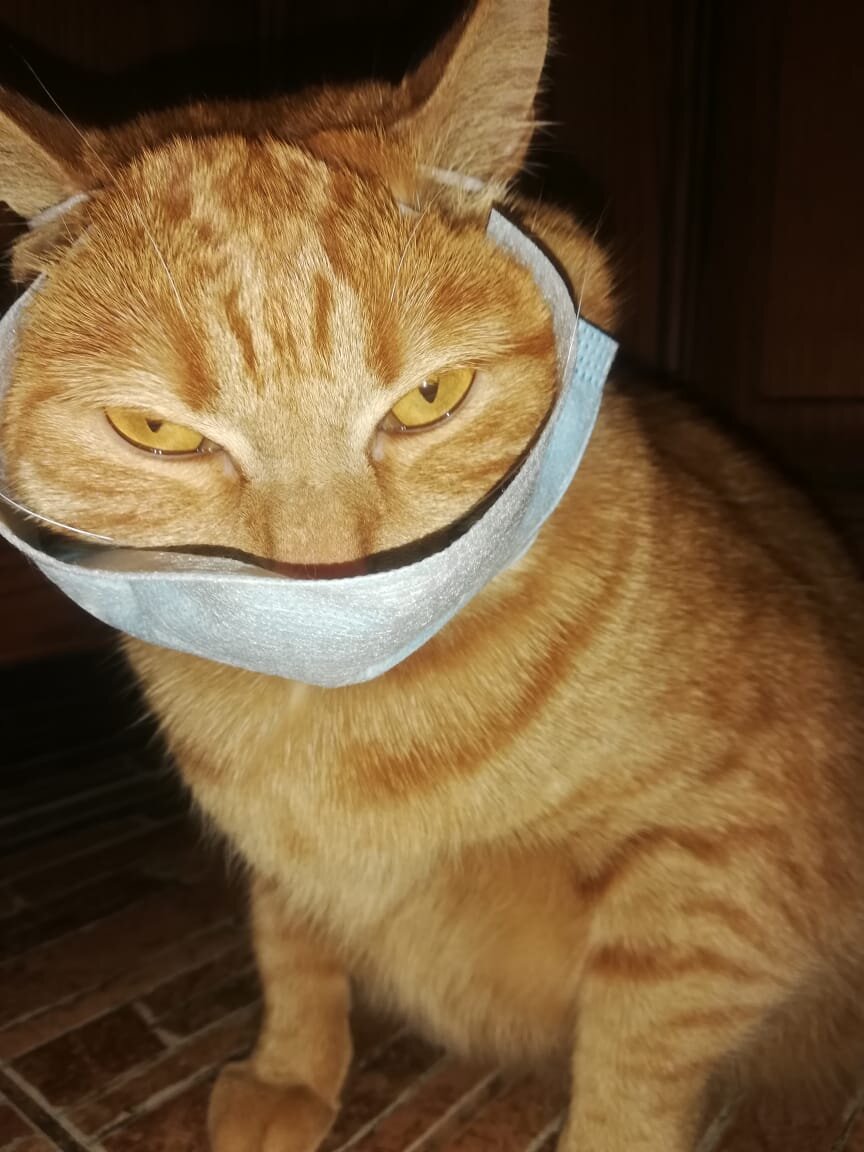 Карантин