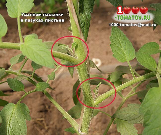 Пасынки томатов