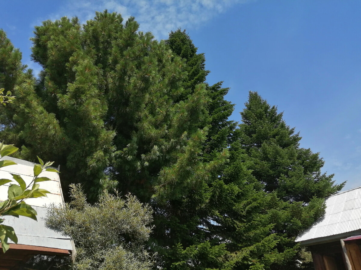 На фото две ели и кедр которые растут на участке. 