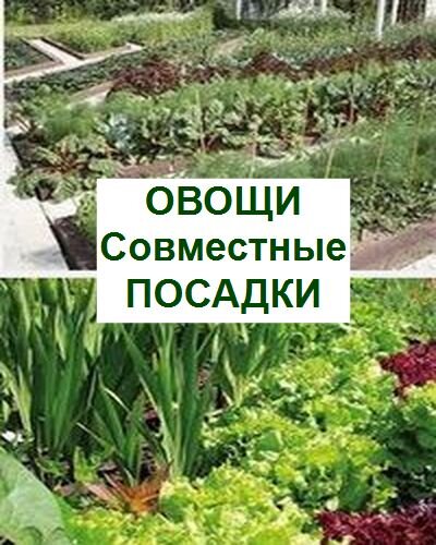 Совместимость растений на грядке: какие овощи «дружат» на одном огороде?