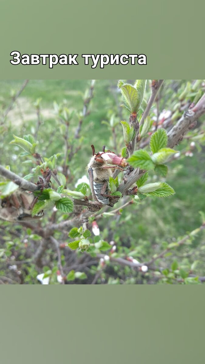 Майский жук на войлочной вишне