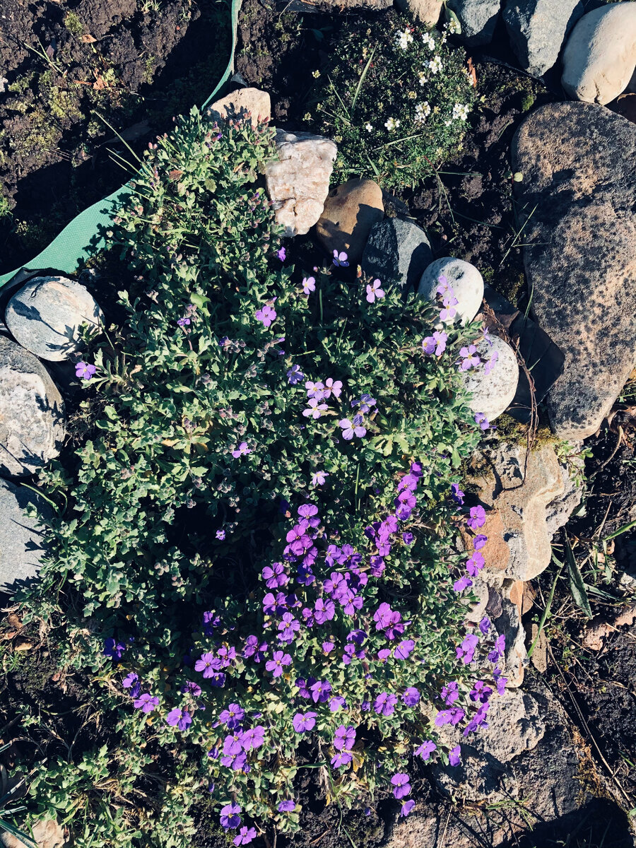 Обриета и гутчинзия. Уже вовсю цветут. Везде фото автора. 