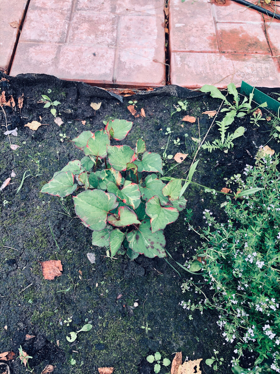 Прошлой осенью она вот так вот уходила в зиму. 