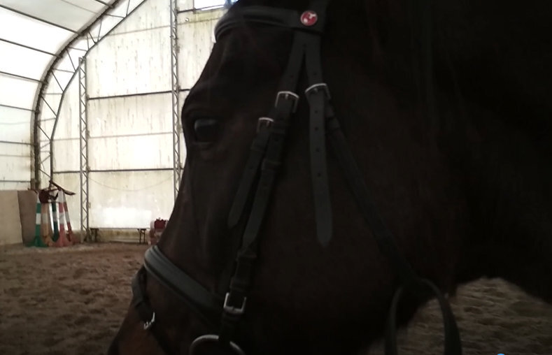 Молодой конь Аид.