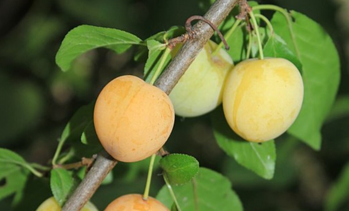 Плоды алычи