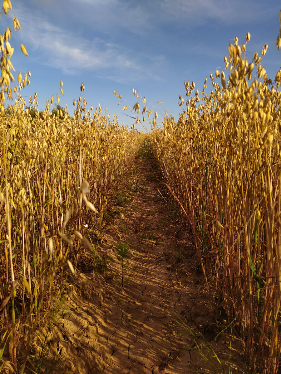 Колея оставленная сельхозтехникой. 