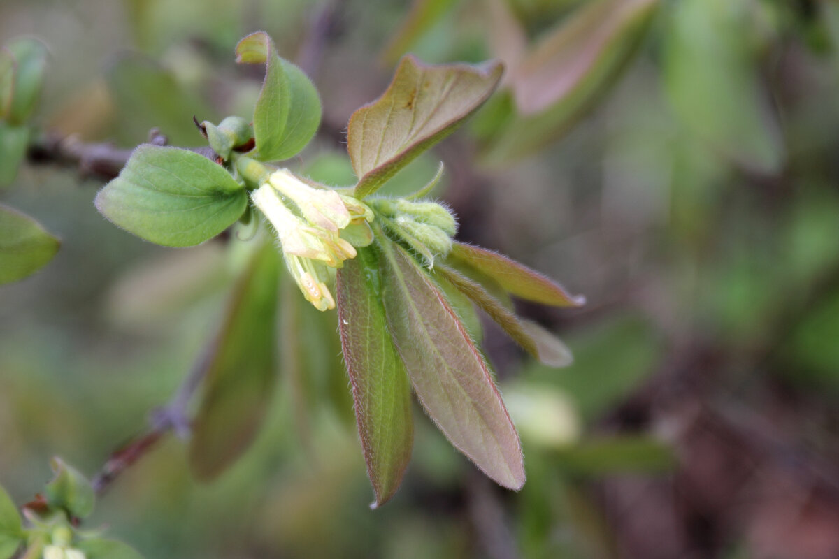 Жимолость. Фото автора