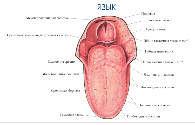 А вы знаете, как устроен ваш язык? Фото из свободных источников.