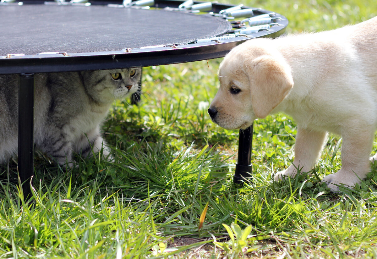 Мая и Гэндальф