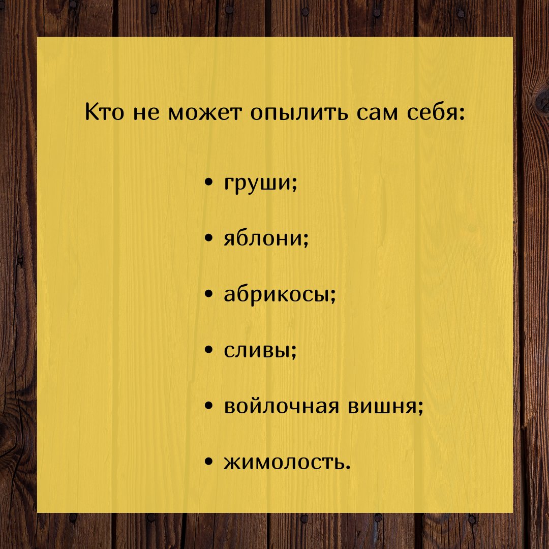 Мало кто знает, что без опылителя урожая вишни можно не дождаться.  Рассказываю как правильно его выбрать | Росток🌷: заметки садовода | Дзен