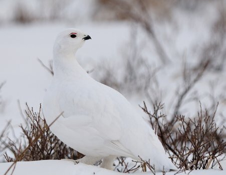 КУРОПАТКА БЕЛАЯ (Lagopus lagopus)