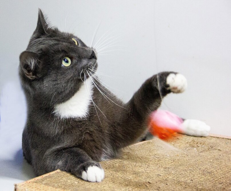 Свои носы и подушечки для иллюстрации этой статьи предоставили наши подопечные.
Это Самсон, он ищет дом (нос серый, подушечки розовые)