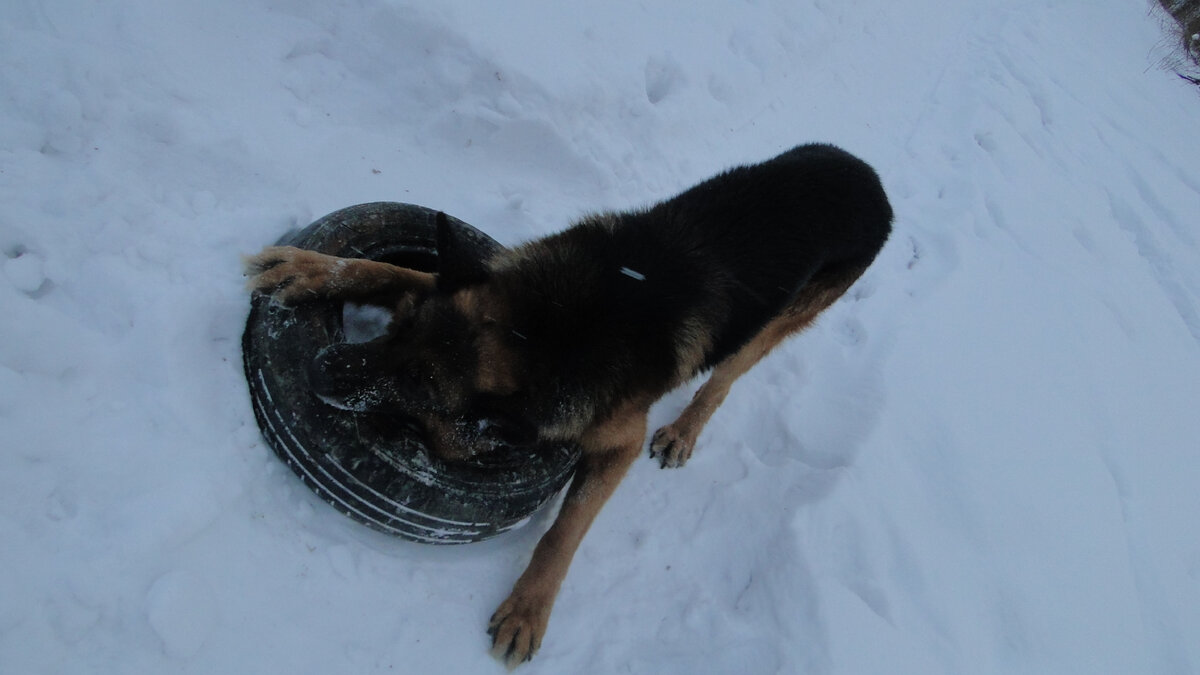 Гуляем с Эрихом (бывший Дик), зима 2018-2019. Фото автора. 