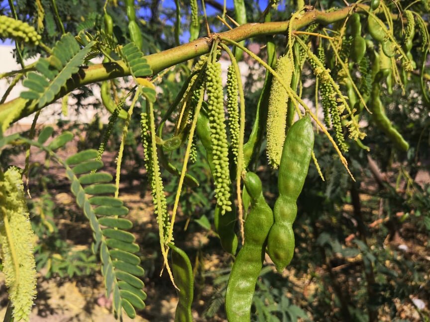 Под этой акацией даже в самое пекло легко дышится, удивительное дерево!
