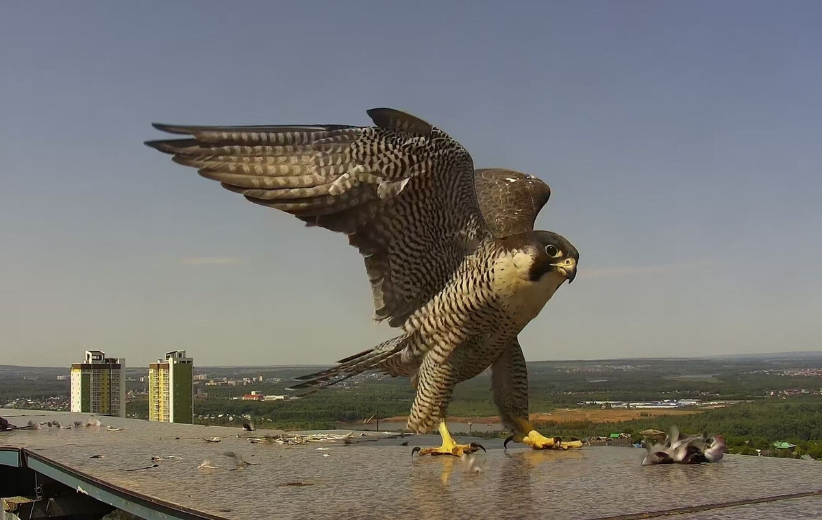 Самец сапсана. Фото: ufabirds.ru