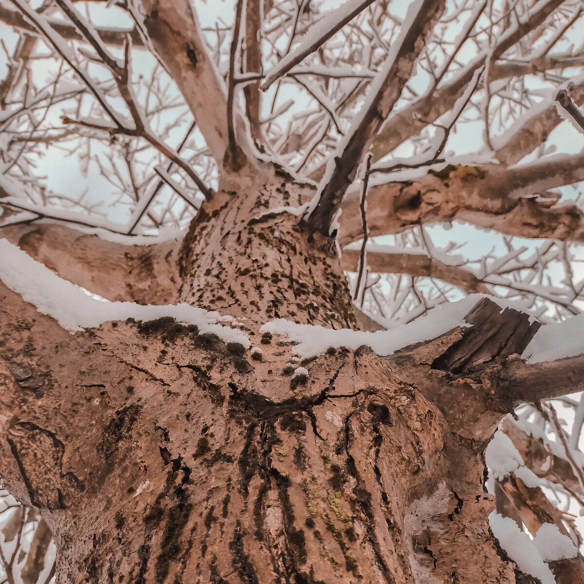 Наш мощный орех, следующее фото мумии