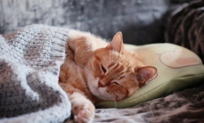 котики, кстати, вечно в тренде