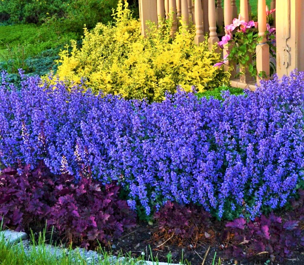 Котовник Фассена (Nepeta