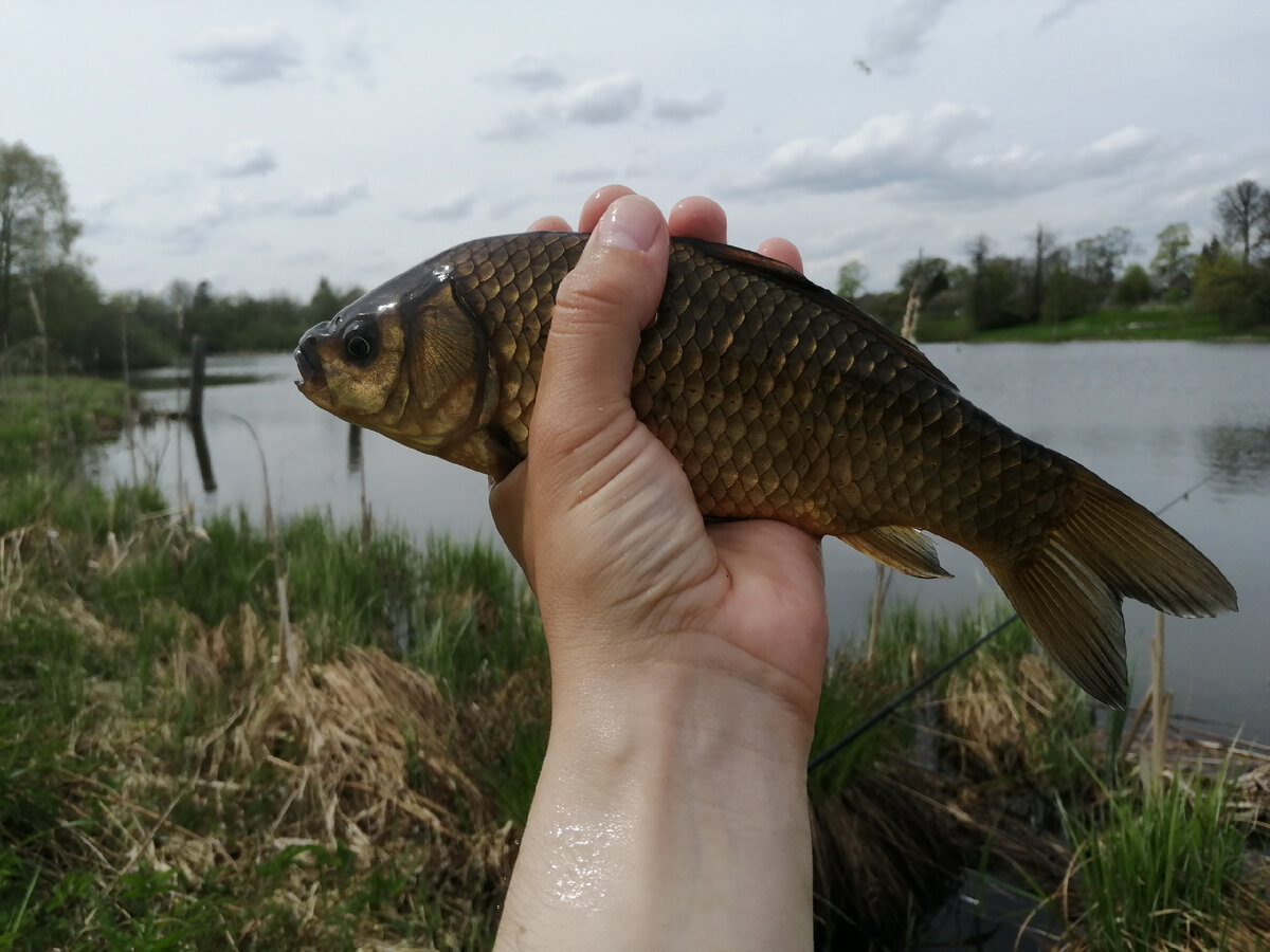 Хороший карась! 