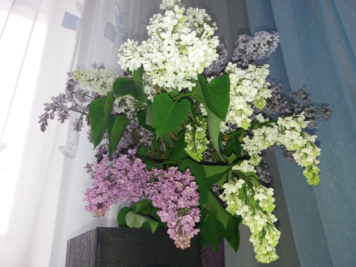 Сирень действительно цветет и вдохновляет