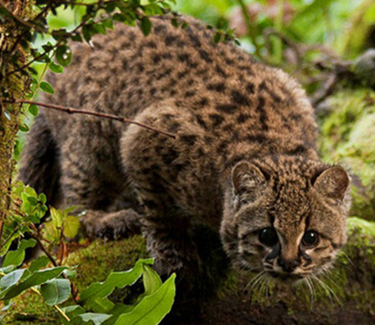 Гинья, она же чилийская кошка. Очень красивый зверек. Фото из открытого источника.