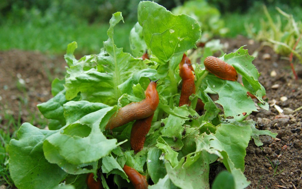 Слизни  на растениях. Фото огород.ру