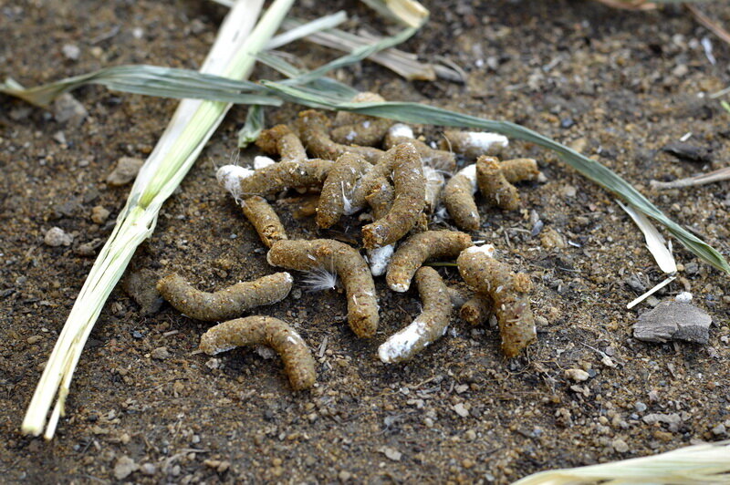 Куриный помет. Иллюстрация для статьи используется по стандартной лицензии ©dachnyedela.ru