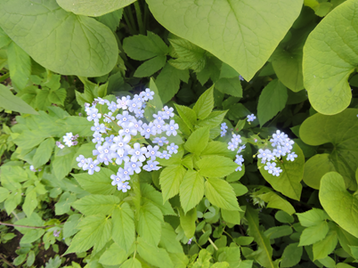 А это незабудки садовые. Видите, снытью заросли