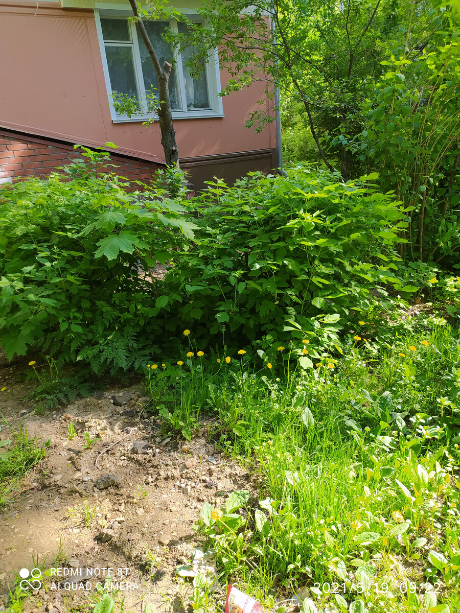У нас под окнами аккуратненько. Фото автора.
