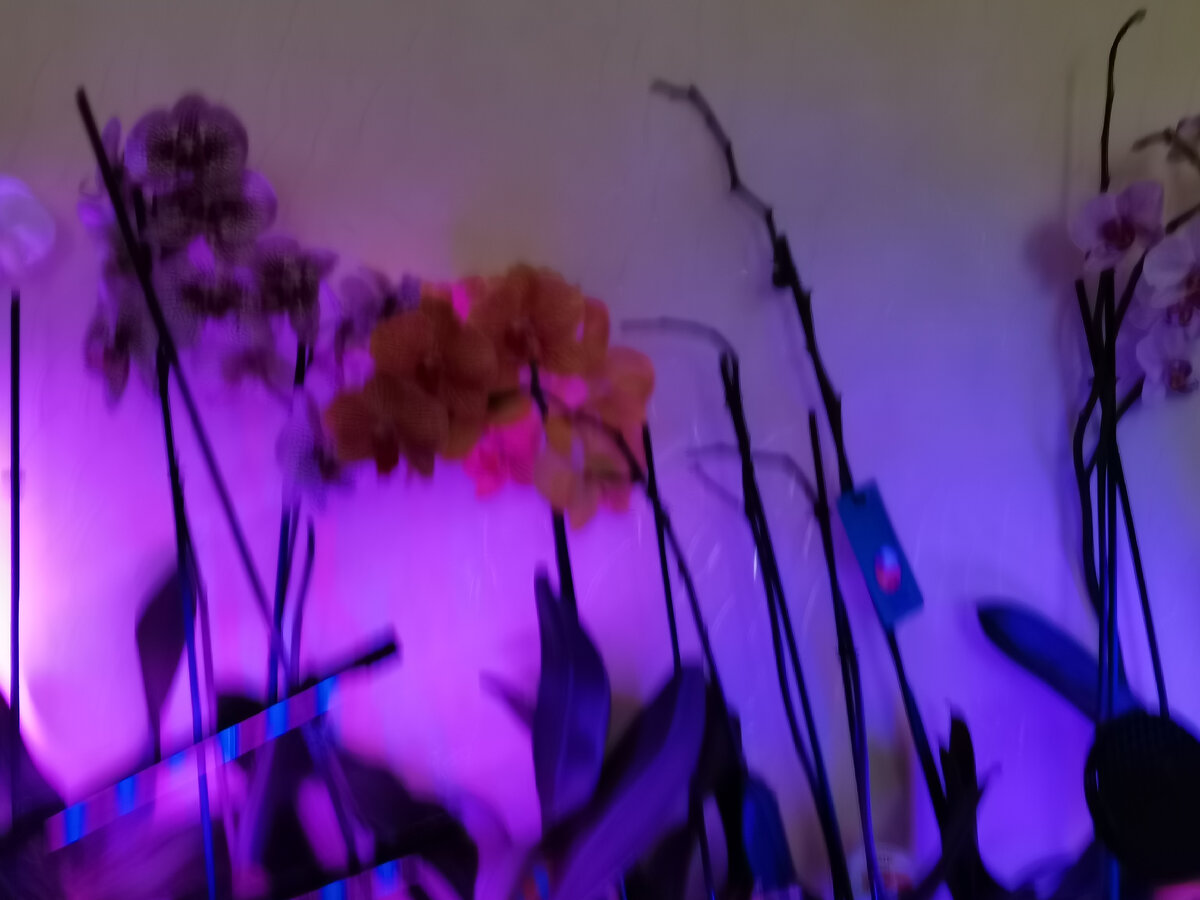 мало света - опадают цветки.