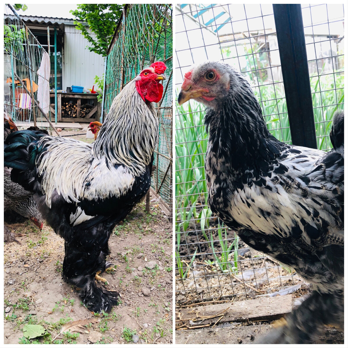 Фото автора. Брама темная