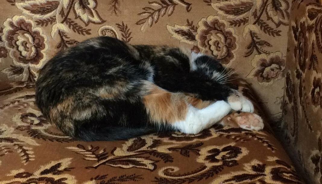 Василиса спит. Фото автора