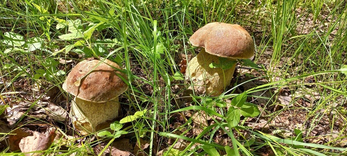 Кто куда я за грибами форум русфишинг. Грибы на опушке леса. Кто куда а я за грибами.