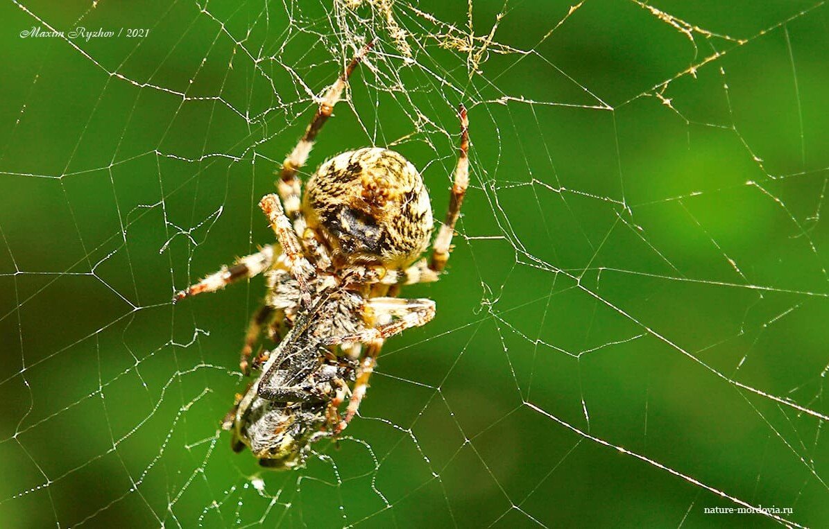 Паук крестовик зеленый. Araneus angulatus крестовик угловатый. Крестовик Лесной. Паук крестовик. Крестовик золотой.