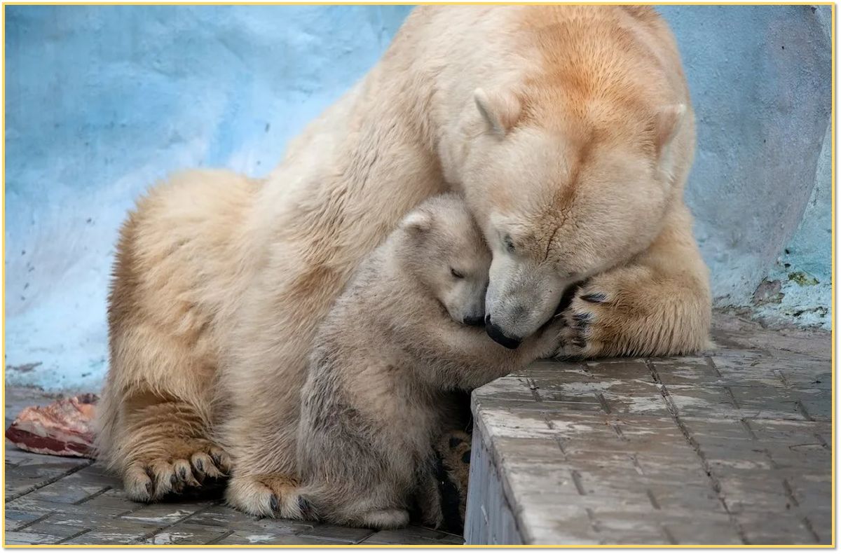 Мать и ребенок животные. Объятия животных. Звери обнимаются. Мама животные. Мама и малыш животные.