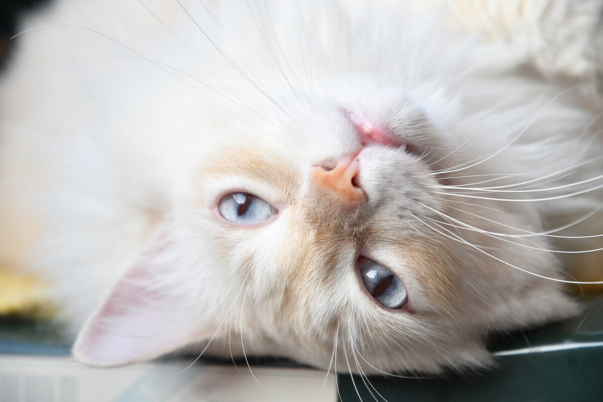 Мастер релакса