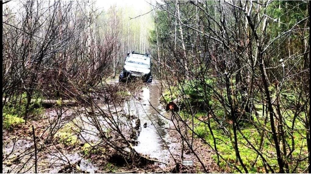 Май, заболоченный лес.