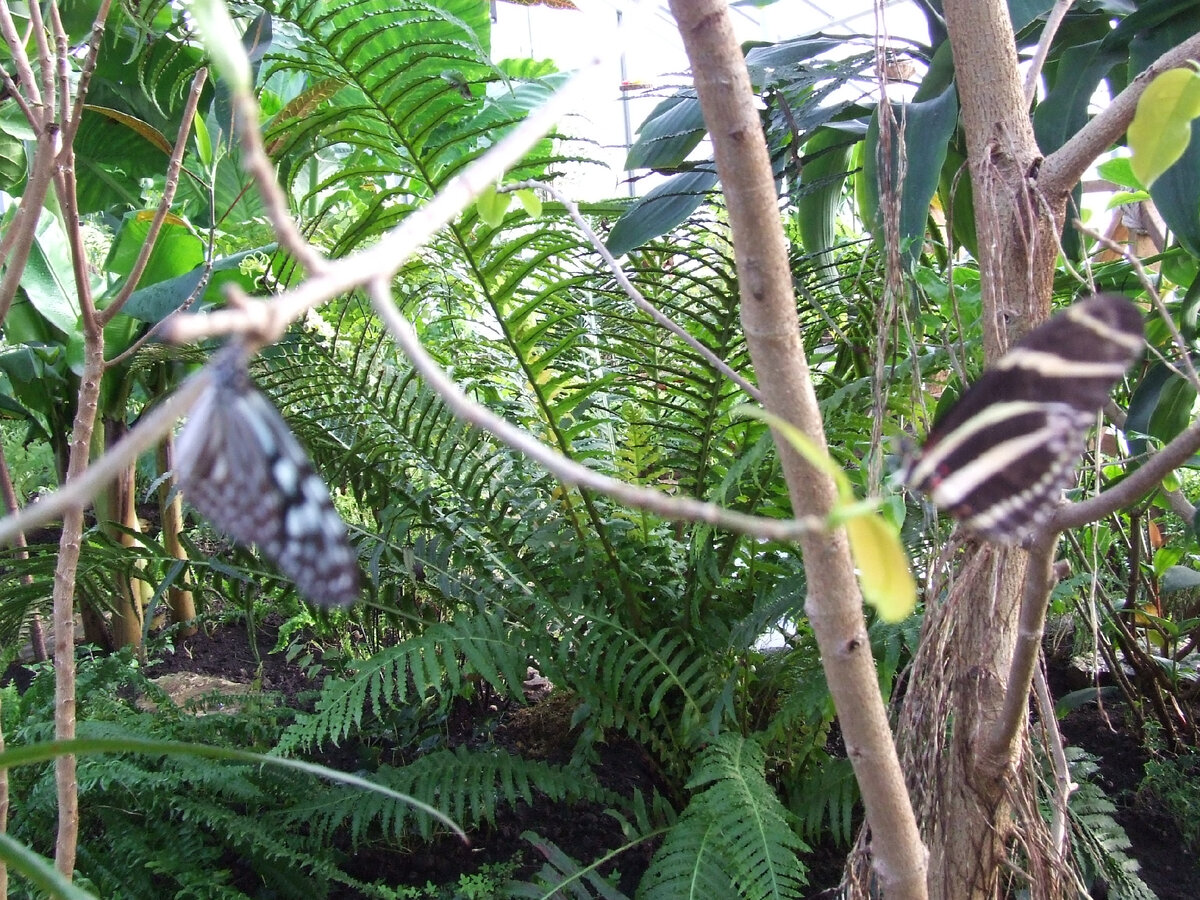 Попробуйте заметьте бабочек. Фото автора