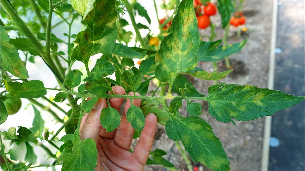 🍅Йод и молоко спасут томаты от болезней в августе | Урожайная грядка ❀ |  Дзен