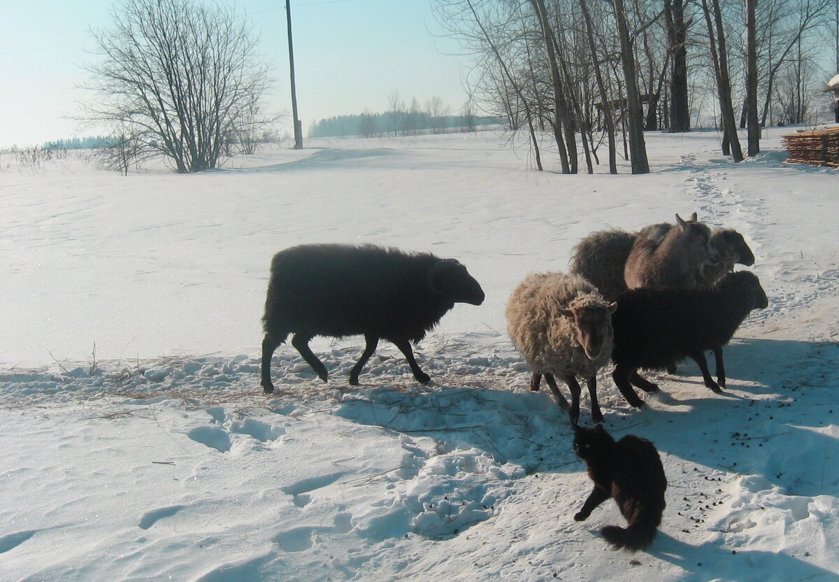 Гитлер снова гуляет с Ахмедом и компанией, Перунова Слобода, 2012 г.