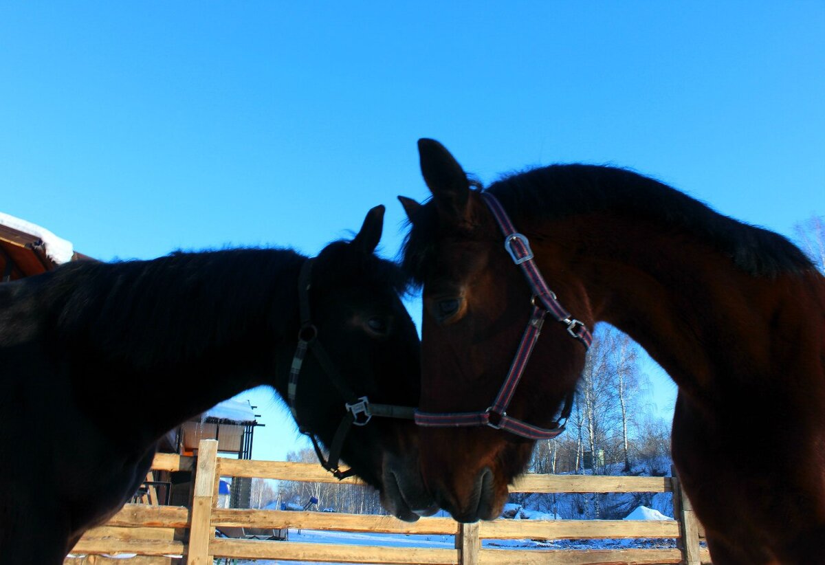 Нежное касание, томный взгляд: этот язык любви лошади хорошо знают.