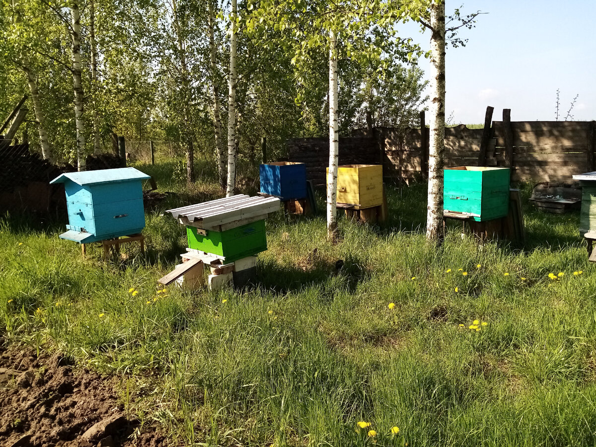 Пчеловодство в Беларуси