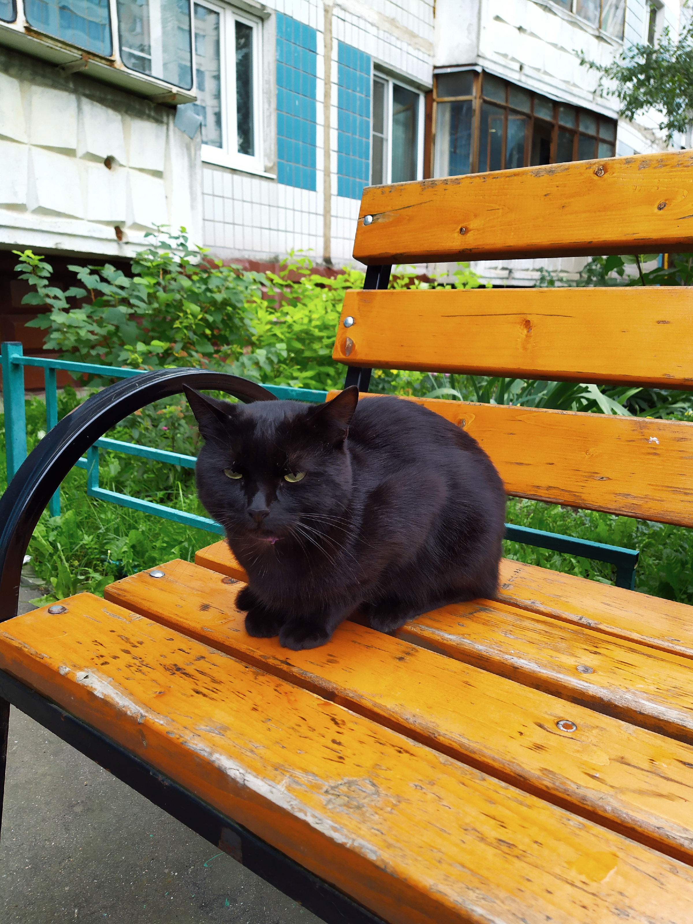 Котики России.))10