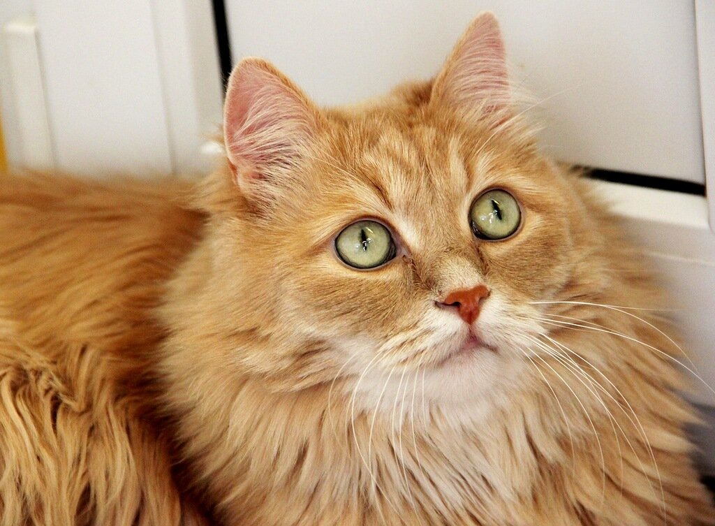 Порода кошек с рыжей шерстью. Сибирская кошка палевая. Рыжие коты. Кот пушистый рыжий. Рыжие пушистые коты.