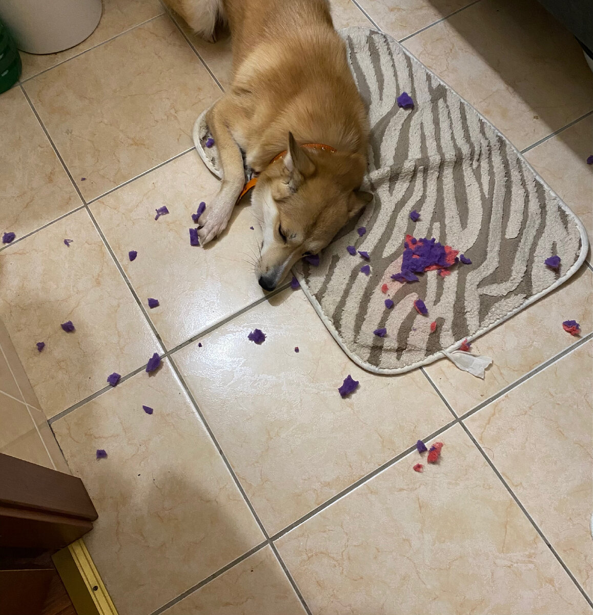 Здесь Альфа поймана с поличным. Губка была жестоко растерзана.